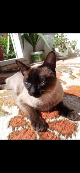 Siyam Kedisi, Kedi  Beyza fotoğrafı