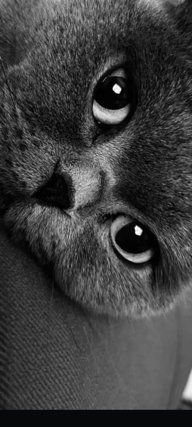 Scottish Fold, Kedi  Luna fotoğrafı