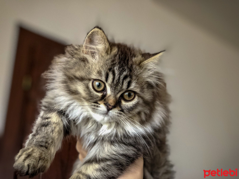 Himalayan, Kedi  Lokum fotoğrafı