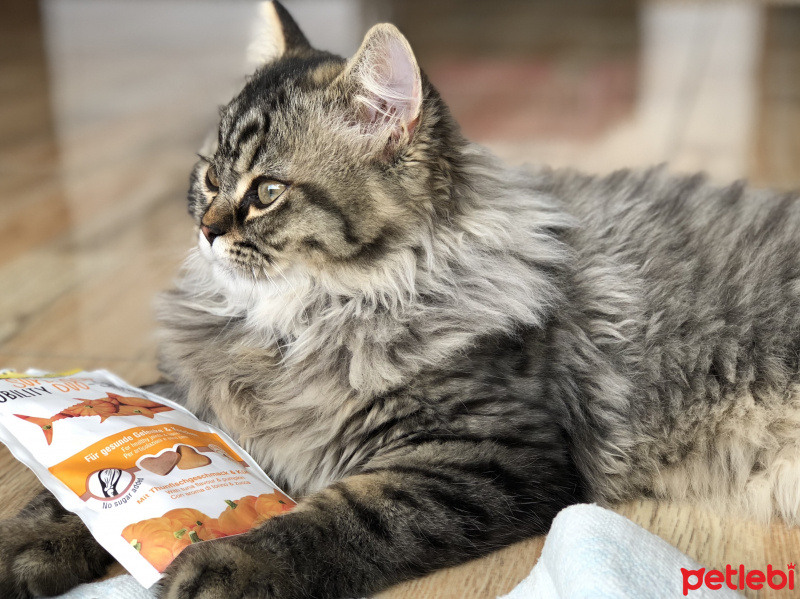 Himalayan, Kedi  Lokum fotoğrafı