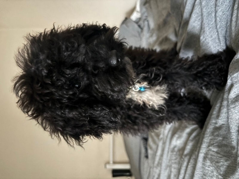 Poodle (Minyatür Kaniş), Köpek  Dooby fotoğrafı
