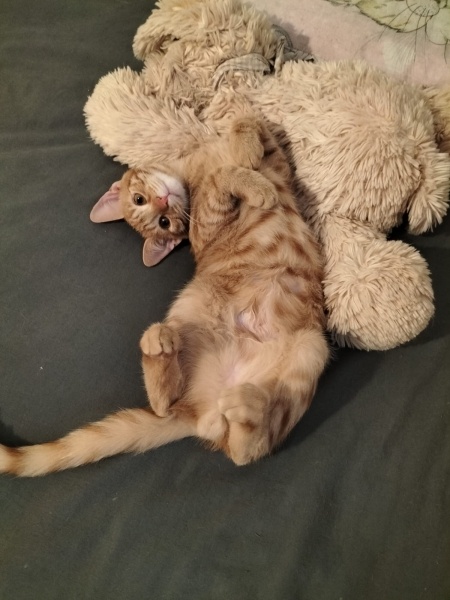 Sarman, Kedi  Sarı Şeker fotoğrafı