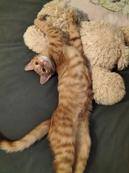 Sarman, Kedi  Sarı Şeker fotoğrafı