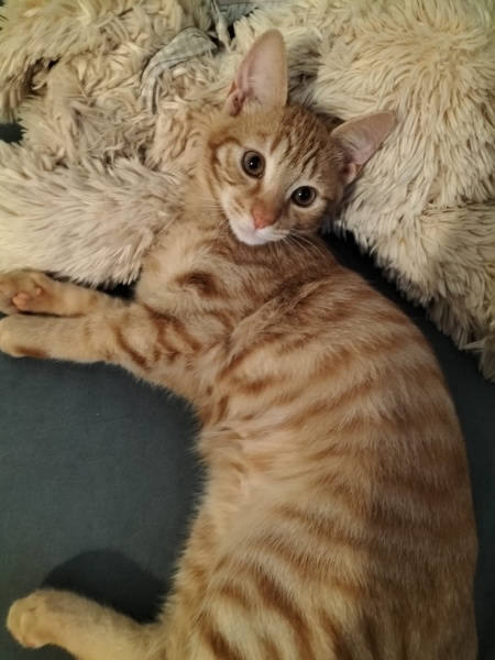 Sarman, Kedi  Sarı Şeker fotoğrafı