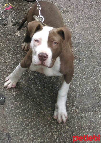 Boxer, Köpek  pisko fotoğrafı