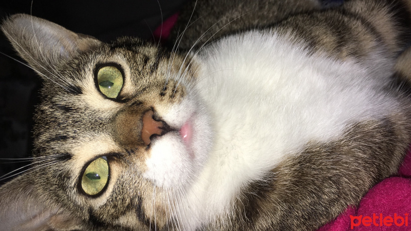 Tekir Kedi, Kedi  Jessica fotoğrafı