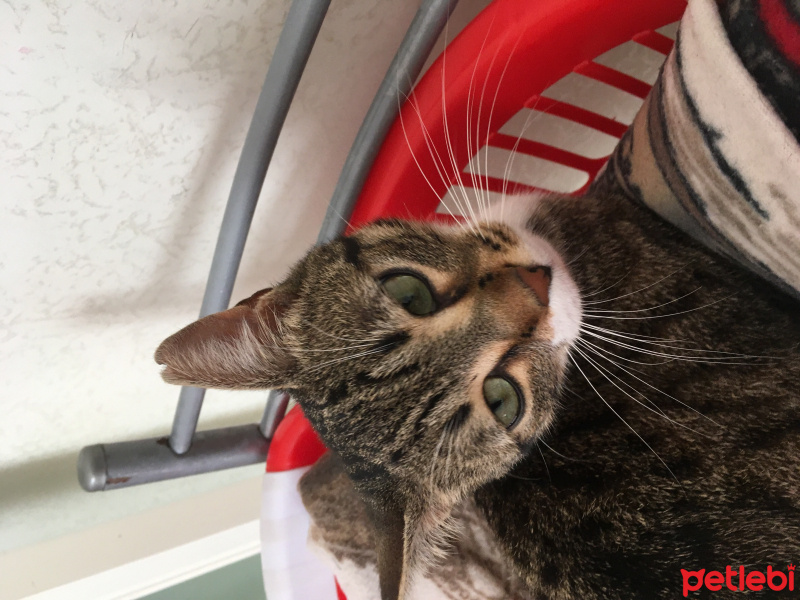 Tekir Kedi, Kedi  Jessica fotoğrafı