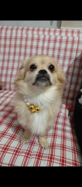 Pekingese, Köpek  TARÇIN fotoğrafı