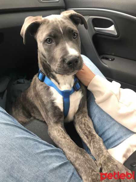 Amerikan Staffordshire Terrier, Köpek  Mars fotoğrafı