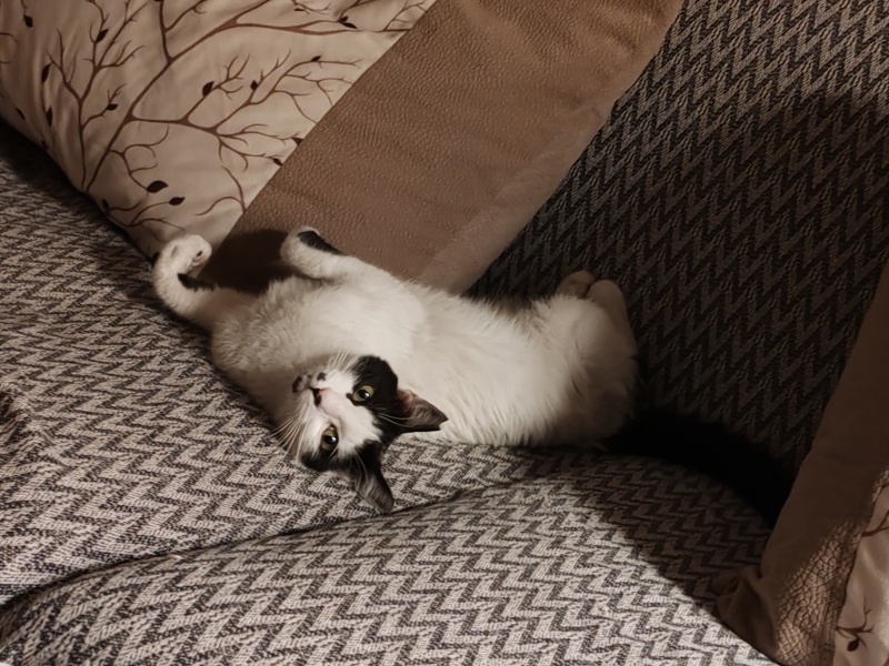 Tekir Kedi, Kedi  Minnak fotoğrafı