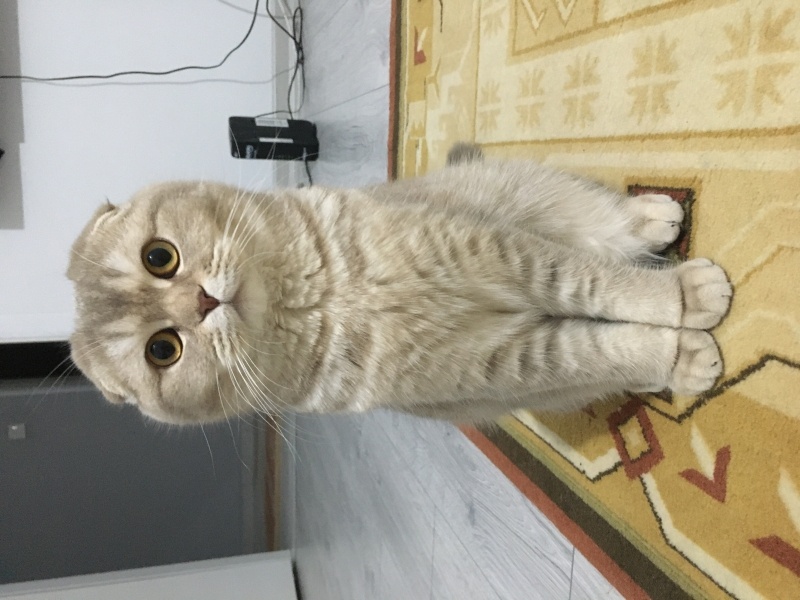Scottish Fold, Kedi  Mimi fotoğrafı