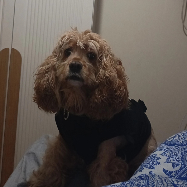 Amerikan Cocker Spaniel, Köpek  Tarcın fotoğrafı