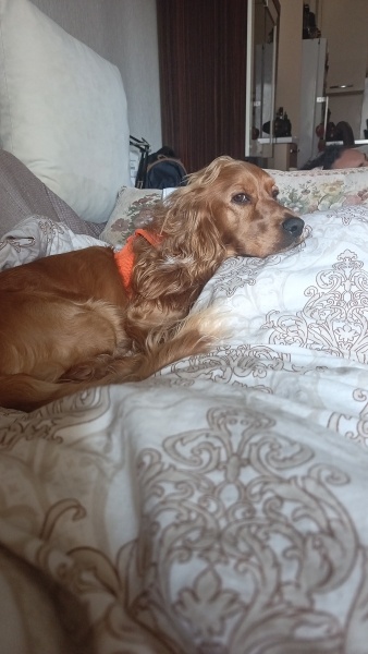 Amerikan Cocker Spaniel, Köpek  Asil fotoğrafı