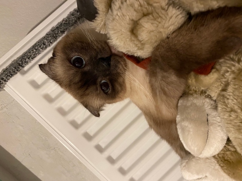Scottish Fold, Kedi  Gece fotoğrafı