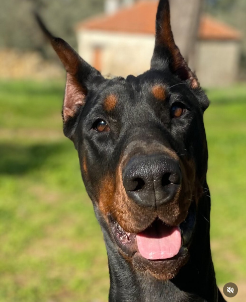 Doberman Pinscher, Köpek  Rio fotoğrafı