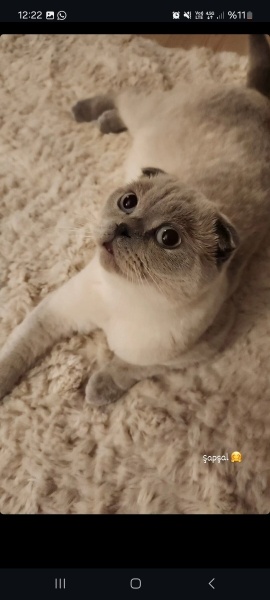 Scottish Fold, Kedi  Paşa fotoğrafı