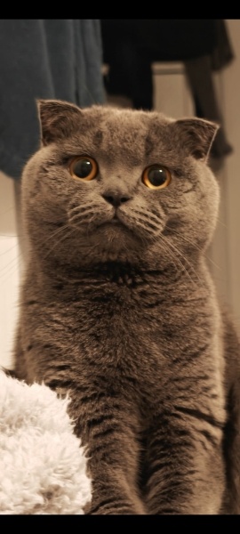Scottish Fold, Kedi  Luffy Giray fotoğrafı