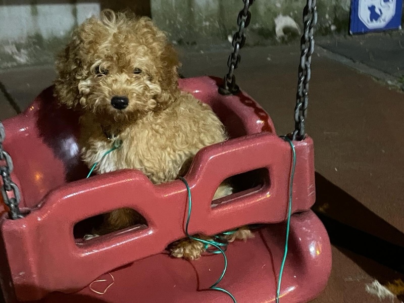 Poodle (Minyatür Kaniş), Köpek  Kaju fotoğrafı