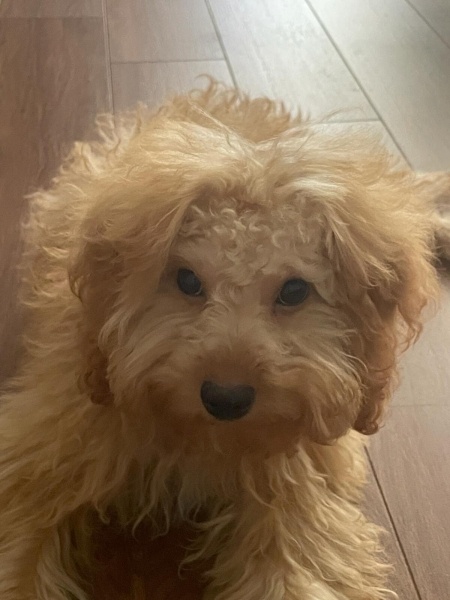 Poodle (Minyatür Kaniş), Köpek  Kaju fotoğrafı