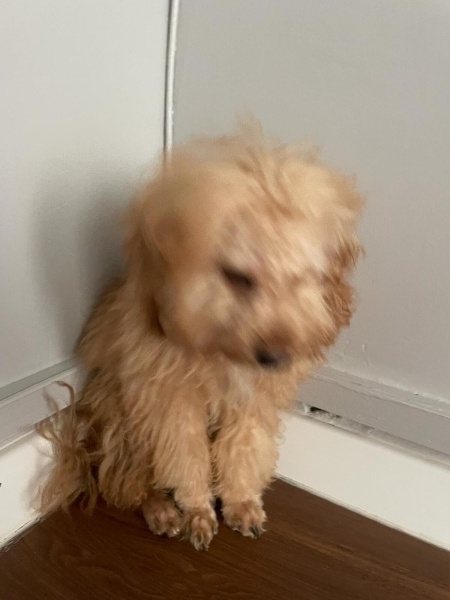 Poodle (Minyatür Kaniş), Köpek  Kaju fotoğrafı