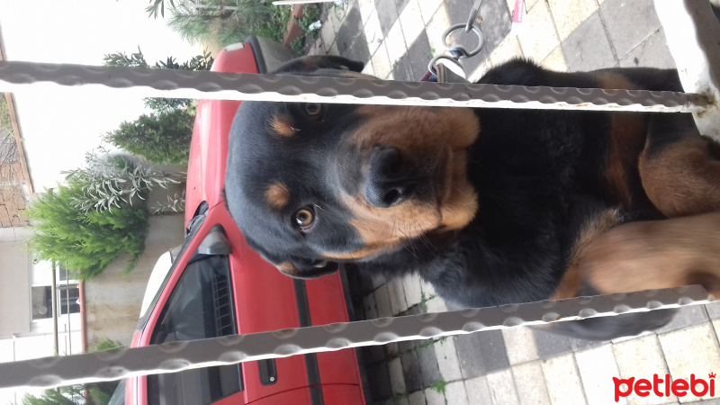 Rottweiler, Köpek  Cesur fotoğrafı