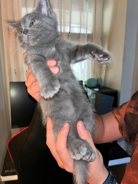 Scottish Fold, Kedi  Adıni daha koymadim fotoğrafı
