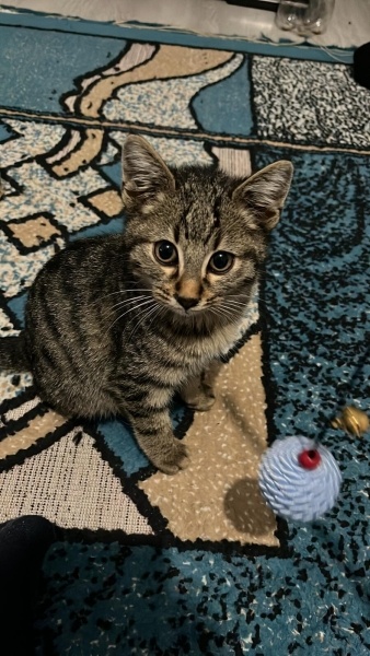 Tekir Kedi, Kedi  HACI fotoğrafı