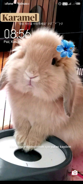 Tavşan, Kemirgen  Karamel fotoğrafı