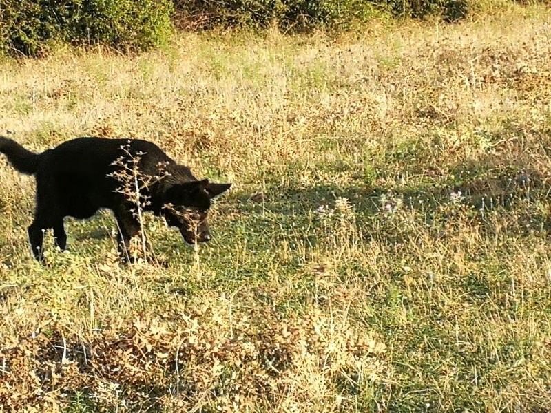 Alman Çoban Köpeği, Köpek  gölge fotoğrafı