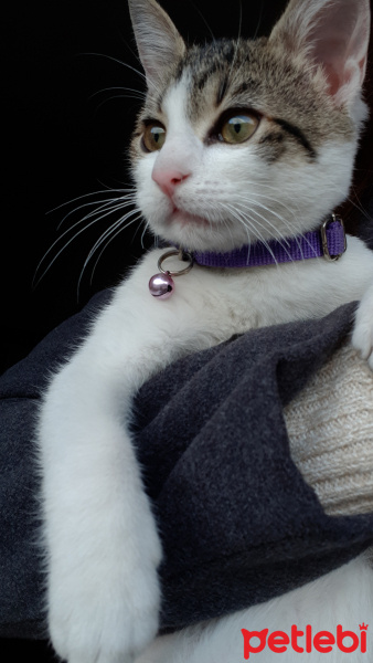 Tekir Kedi, Kedi  pamuk fotoğrafı