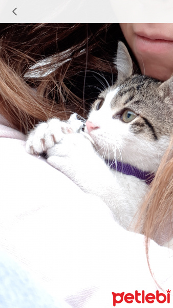 Tekir Kedi, Kedi  pamuk fotoğrafı