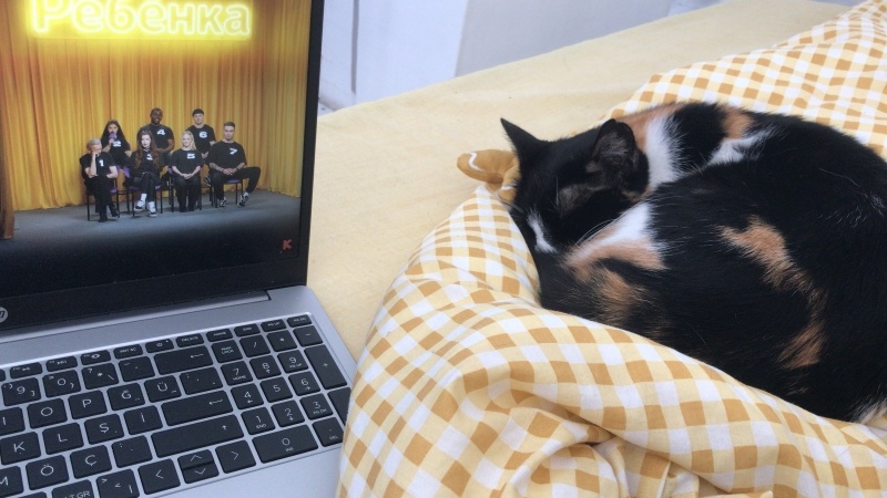 Tekir Kedi, Kedi  YAPRAK fotoğrafı