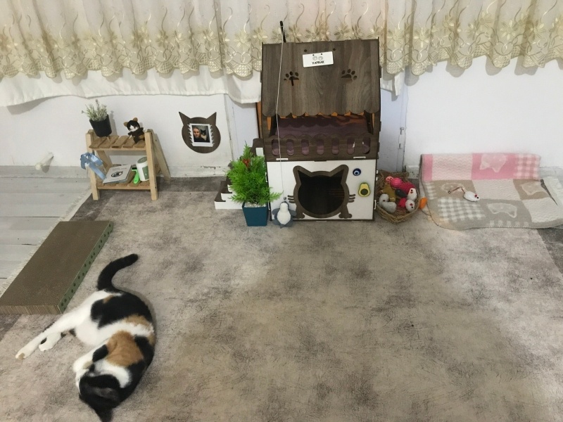 Tekir Kedi, Kedi  YAPRAK fotoğrafı