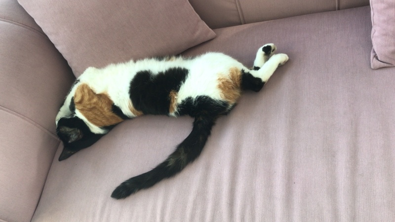Tekir Kedi, Kedi  YAPRAK fotoğrafı