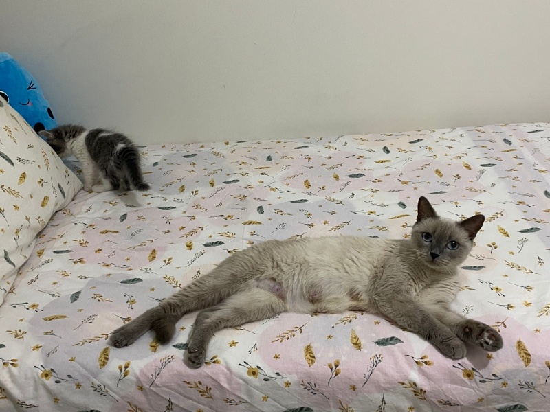 Colorpoint Shorthair, Kedi  Leyla fotoğrafı