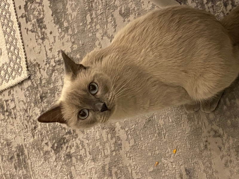 Colorpoint Shorthair, Kedi  Leyla fotoğrafı