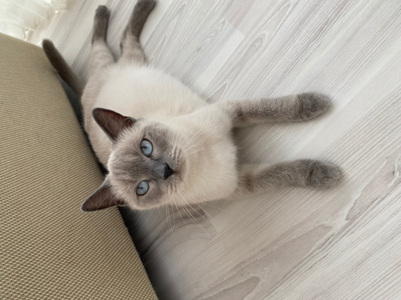 Colorpoint Shorthair, Kedi  Leyla fotoğrafı