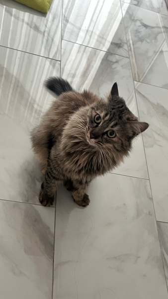 Maine Coon, Kedi  Mia fotoğrafı