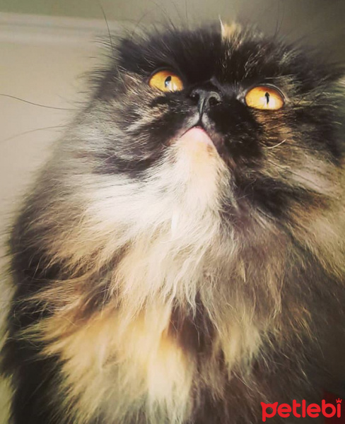 İran Kedisi (Persian), Kedi  KAŞMİR fotoğrafı