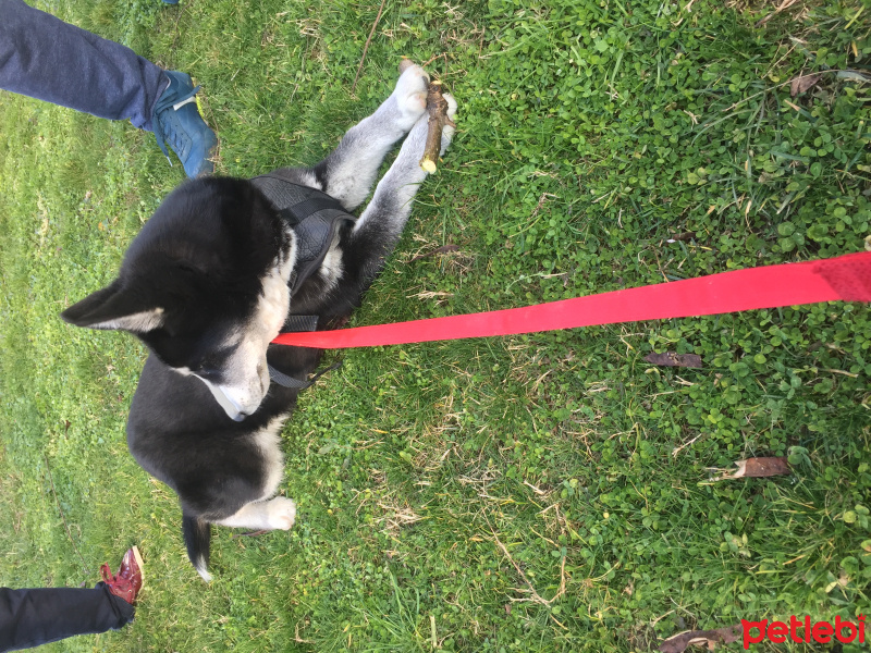 Sibirya Kurdu (Husky), Köpek  ARES fotoğrafı