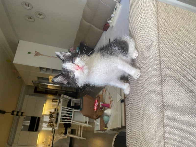 Tekir Kedi, Kedi  Oreo fotoğrafı