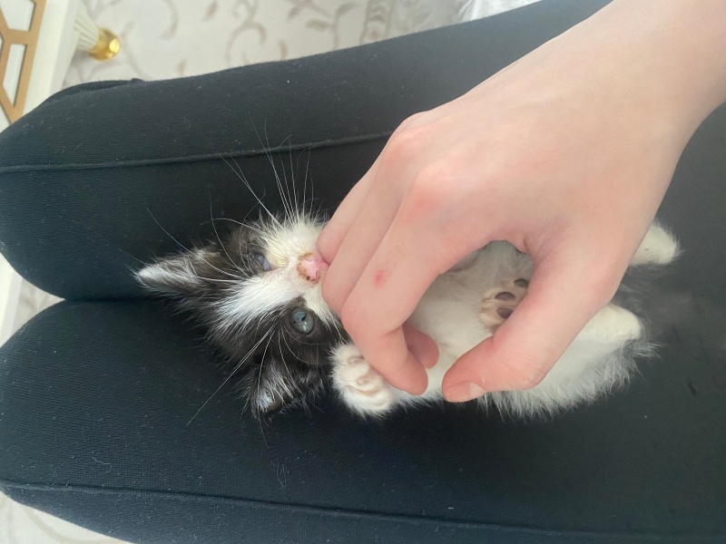 Tekir Kedi, Kedi  Oreo fotoğrafı