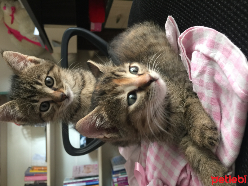 Tekir Kedi, Kedi  Tınkırt mınkırt fotoğrafı