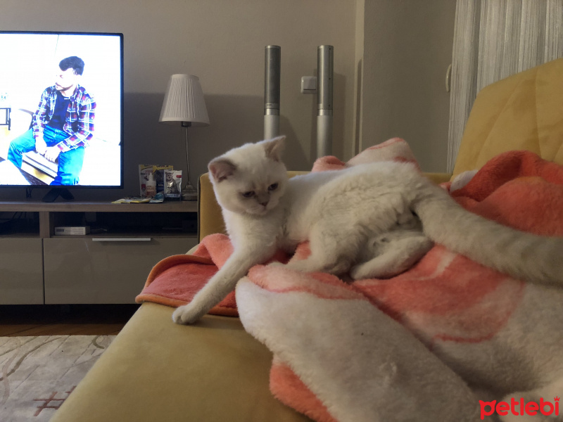 British Shorthair, Kedi  Casper fotoğrafı