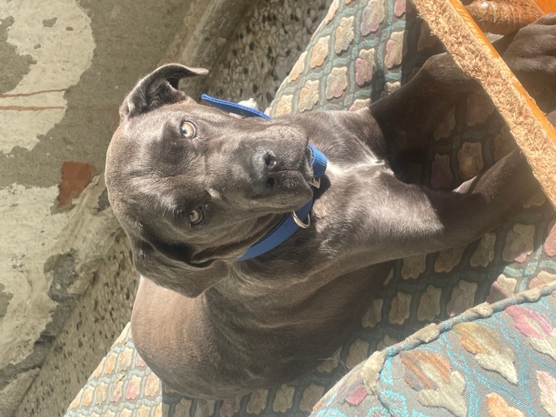 Cane Corso Italiano, Köpek  Asen fotoğrafı