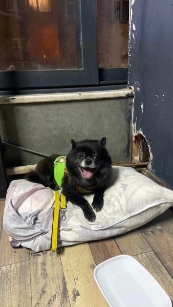 Pomeranyalı, Köpek  Lia fotoğrafı