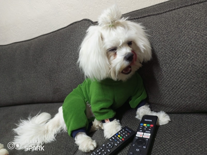 Maltese, Köpek  Alex fotoğrafı