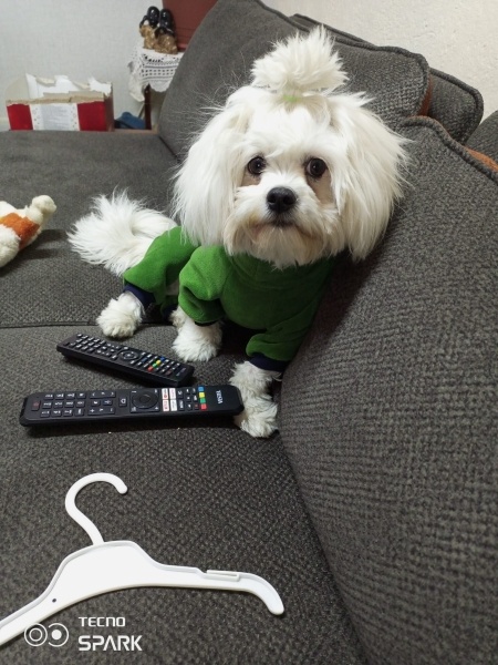 Maltese, Köpek  Alex fotoğrafı