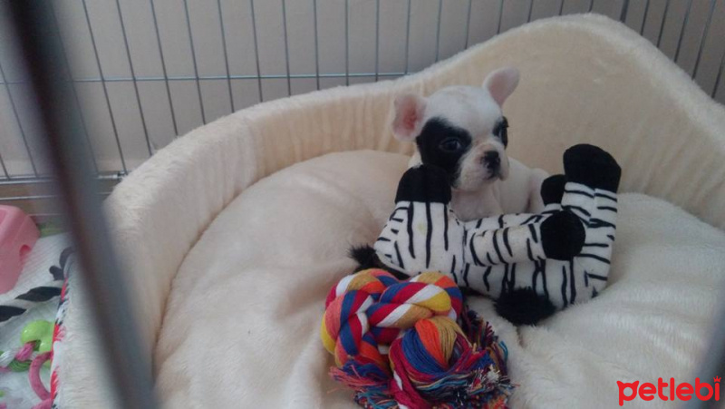 Fransız Bulldog, Köpek  SÜT fotoğrafı