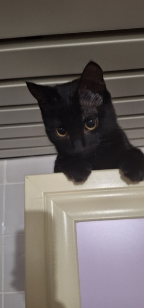 Tekir Kedi, Kedi  Theo fotoğrafı